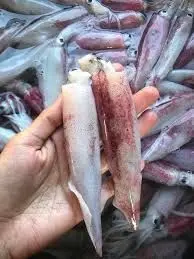 Cumi-Cumi