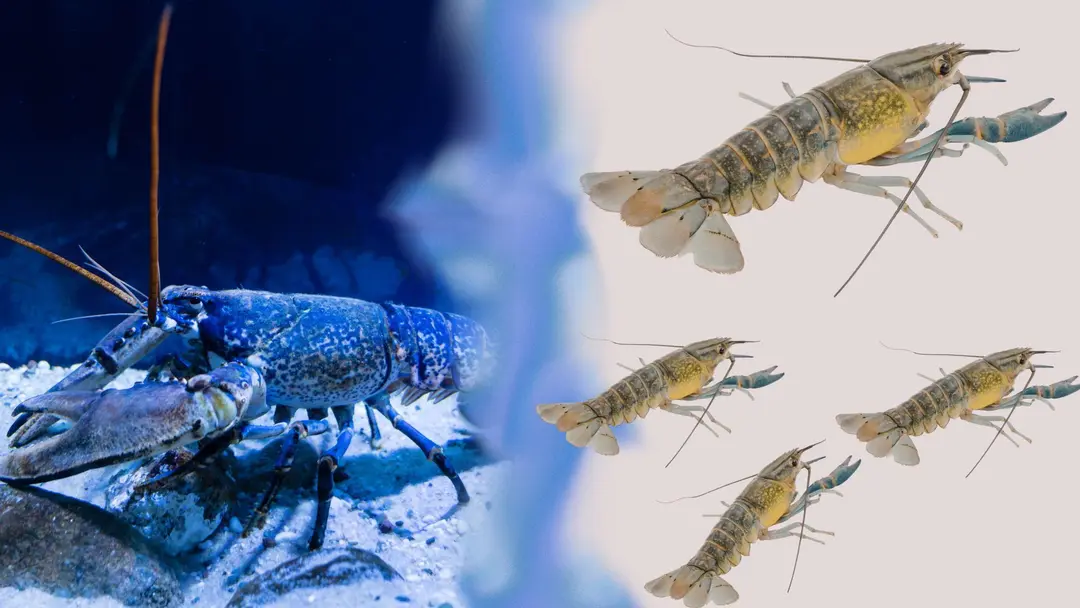Live Lobster vs Frozen Lobster: Mana yang Lebih Baik?
