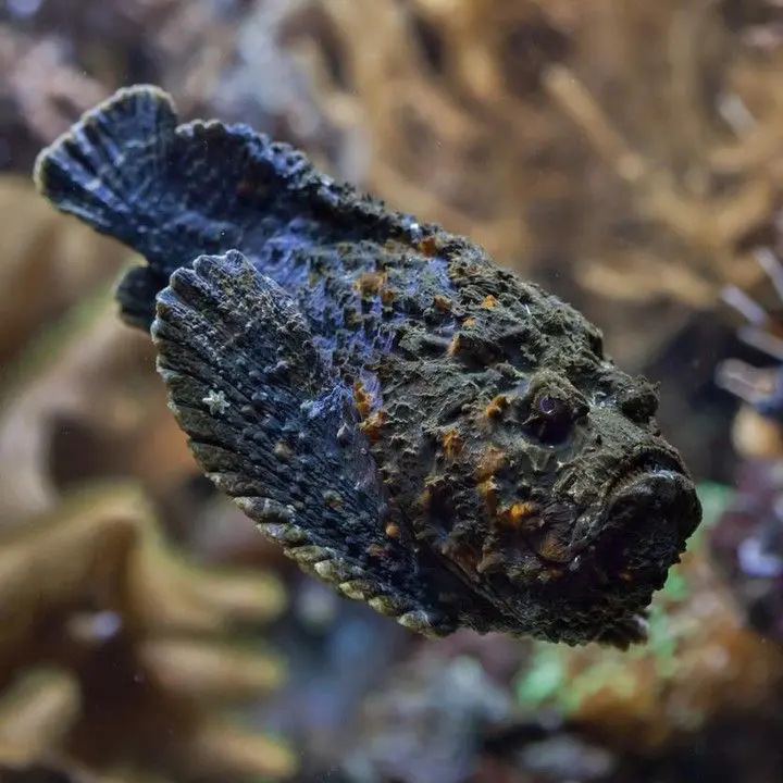 Ikan Batu 