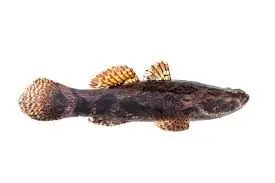 Ikan Betutu 