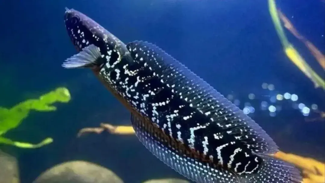 Ikan Channa 
