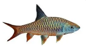 Ikan Empurau 