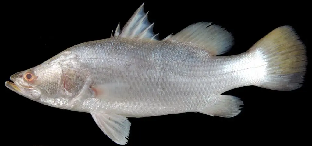 Ikan Gorara Abu-abu 