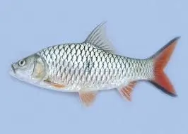 Ikan Hampala Ampalon 