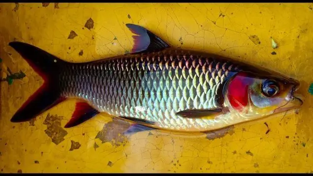  Ikan Jelawat Pipi Merah 