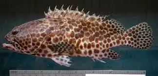 Ikan Kerapu Balong 