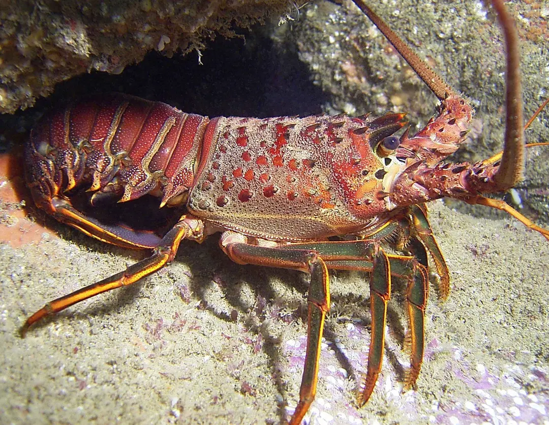  Lobster Gajah 