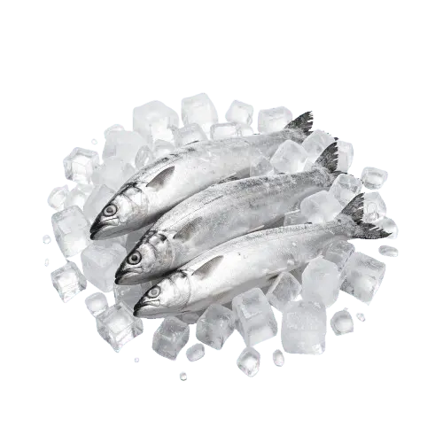 Frozen Whole Fish