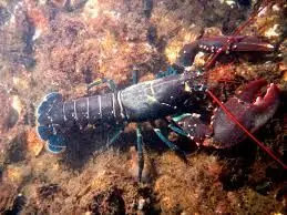 Lobster Indonesia di Panggung Global Strategi Ekspor Live Fish Bernilai Tinggi