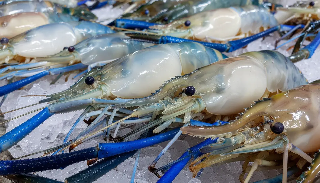 Giant River Prawn - Udang Galah