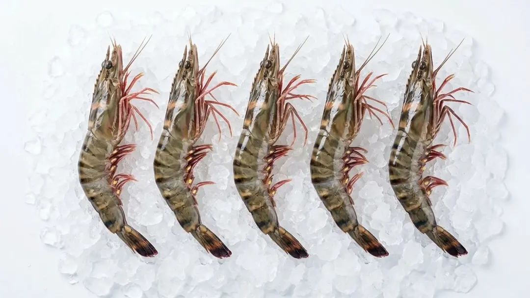 Black Tiger Shrimp - Udang Windu